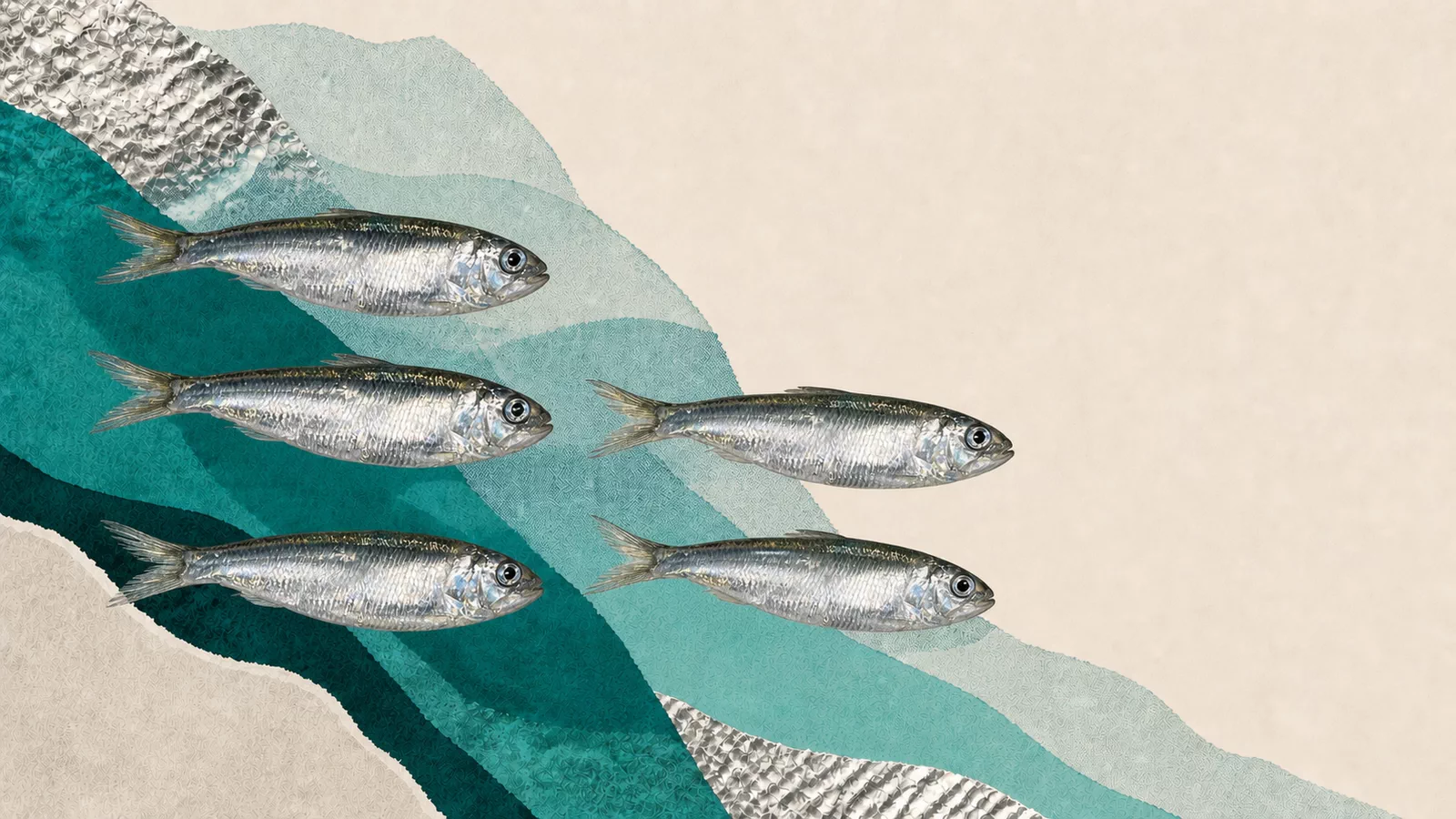 Five Caspian sprat on a collage background